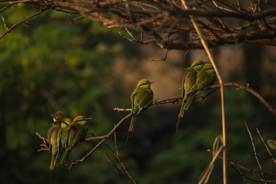 Птахи зеленого кольору в природі