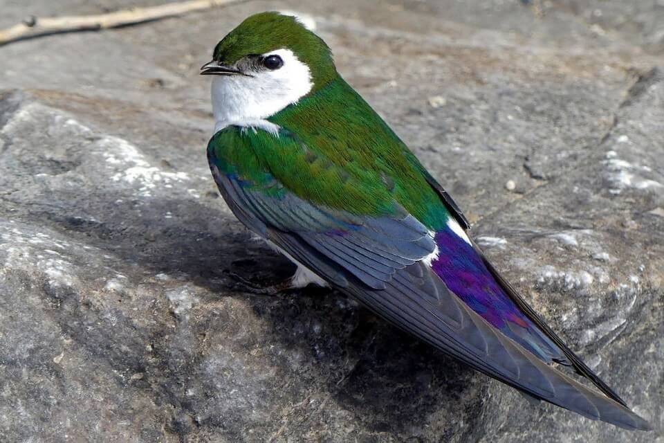 Зелені птахи - Білозірка фіолетова (Tachycineta thalassina)