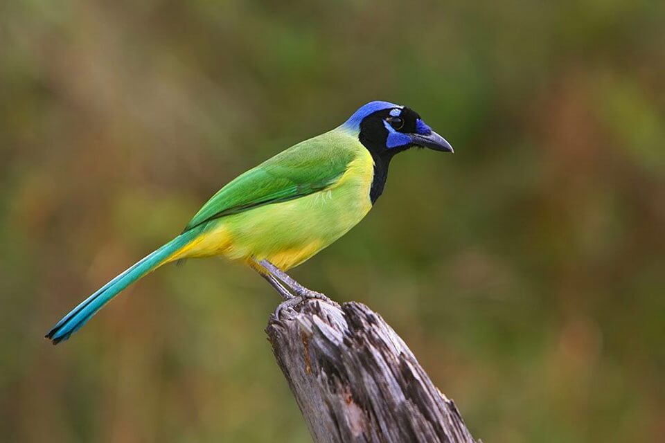 Зелені пташки - Пая жовточеревна (Cyanocorax luxuosus)
