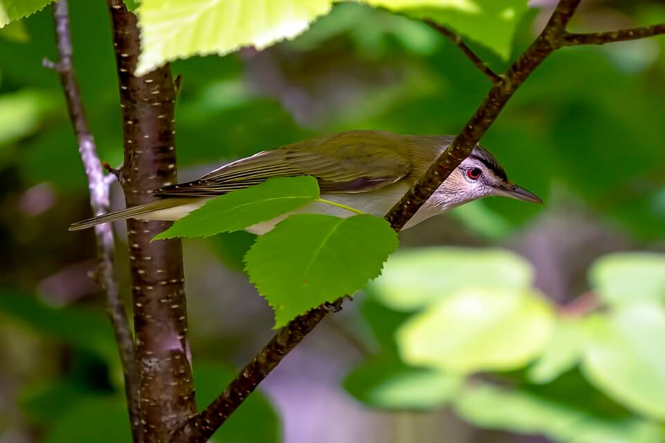 Зелені птахи з фото - Віреон червоноокий (Vereo olivaceus)