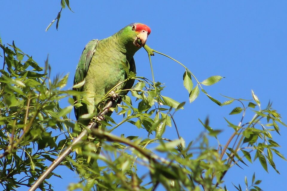 Зелені папуги - Амазон зеленощокий (Amazona viridigenalis)