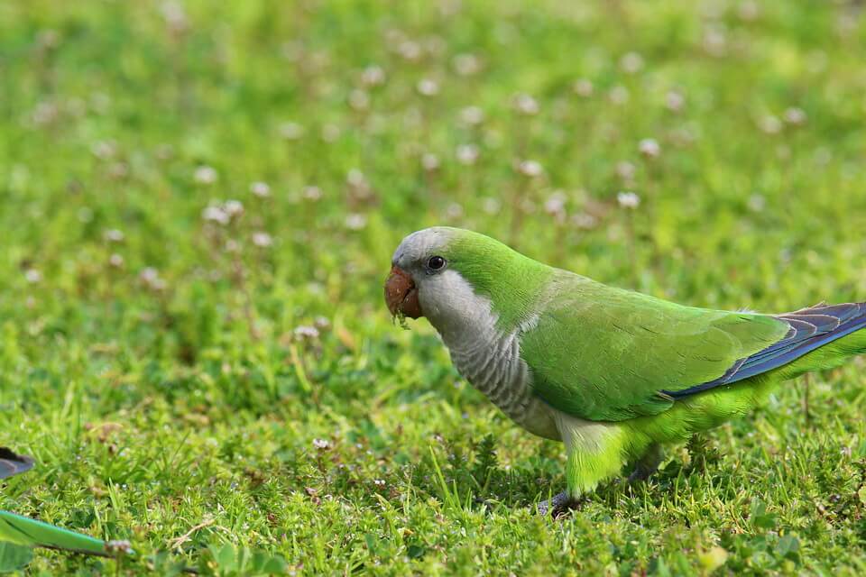 Зелені папуги - Калита сіроволий або папуга-ченець (Myiopsitta monachus)