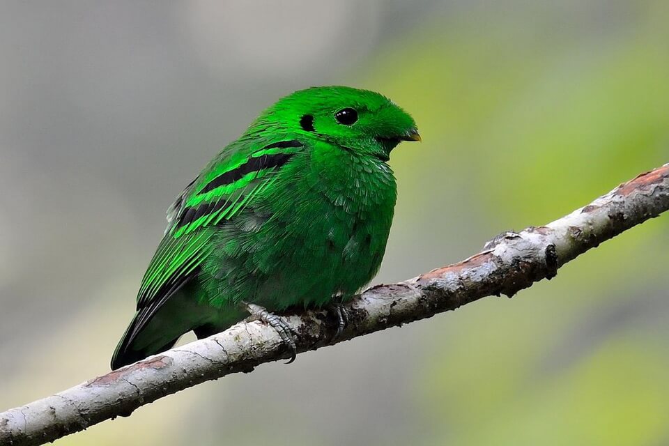 Зелені птахи з фото - Рогодзьоб смарагдовий (Calyptomena viridis)