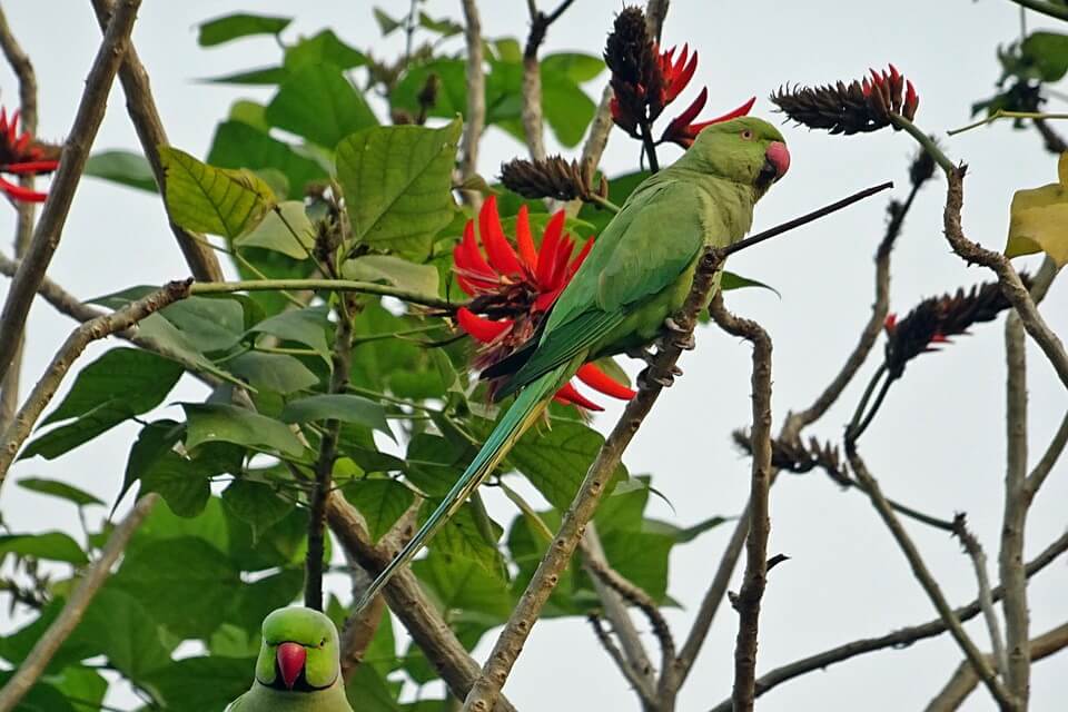 Зелені птахи - Папуги Крамера (Psittacula krameri)