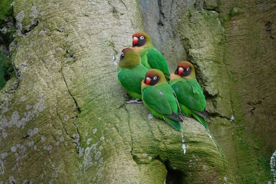 Зелені папуги - Нерозлучники (Agapornis)