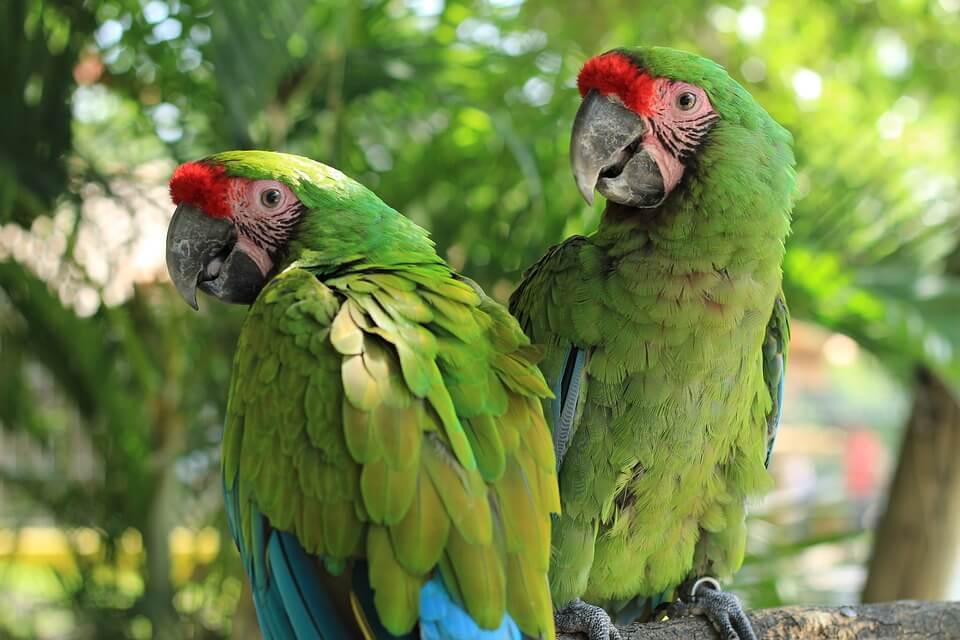 Зелені папуги - Ара нікарагуанський (Ara ambiguous)