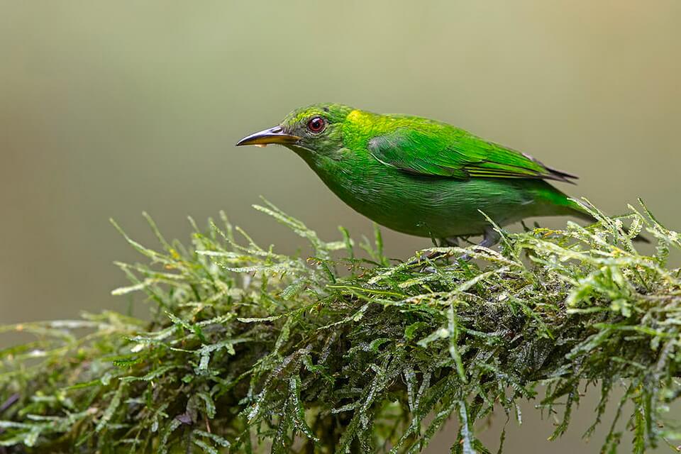 Зелений птах - саї великий (Chlorophanes spiza)