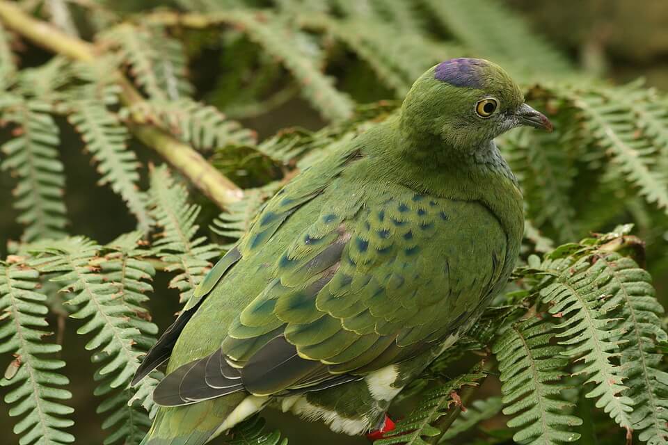 Зелені птахи - Тілопо смугастобокий (Ptilinopus superbus)
