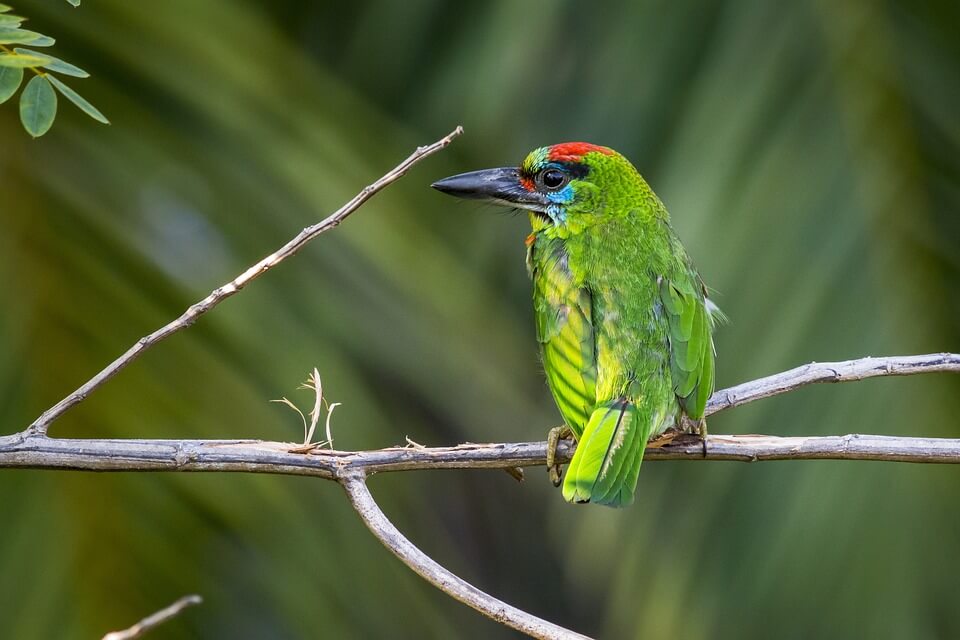 Зелені пташки з фото - Бородастик червоногорлий (Psilopogon mystacophanos)