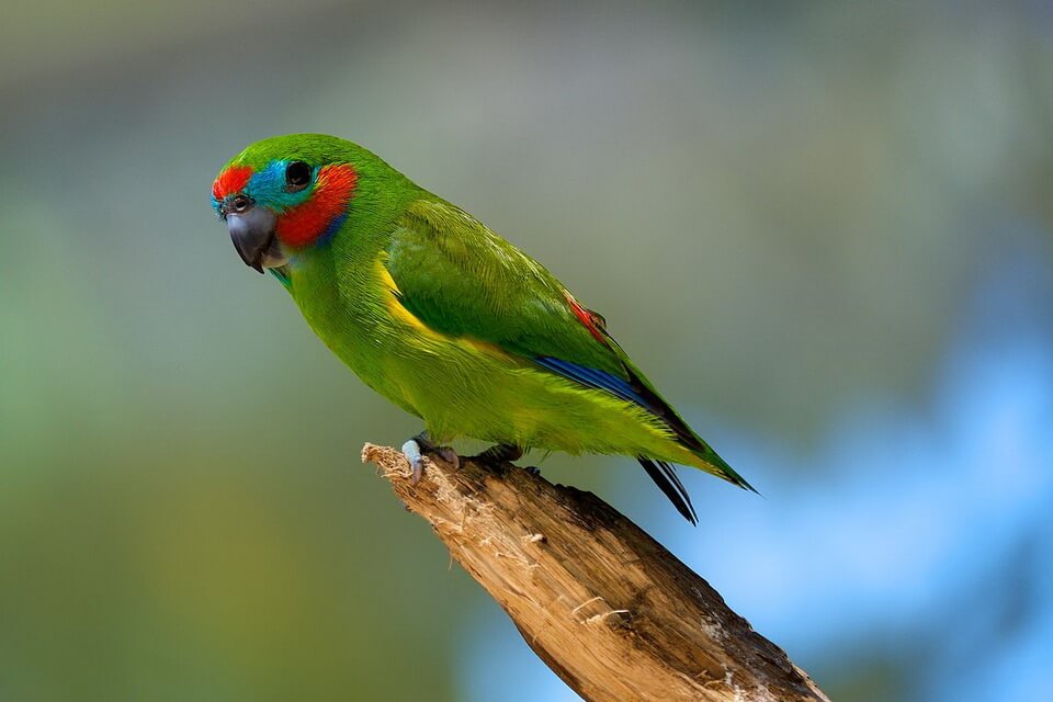 Зелені папуги - Папужка червонощокий (Cyclopsitta diophthalma)