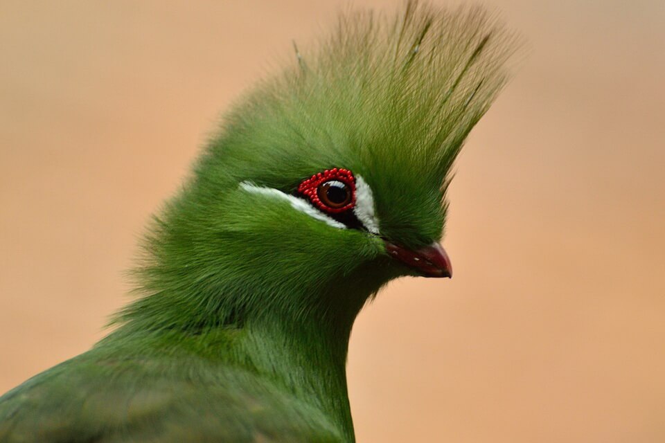 Зелені птахи - Турако або бананоїди (Tauraco)