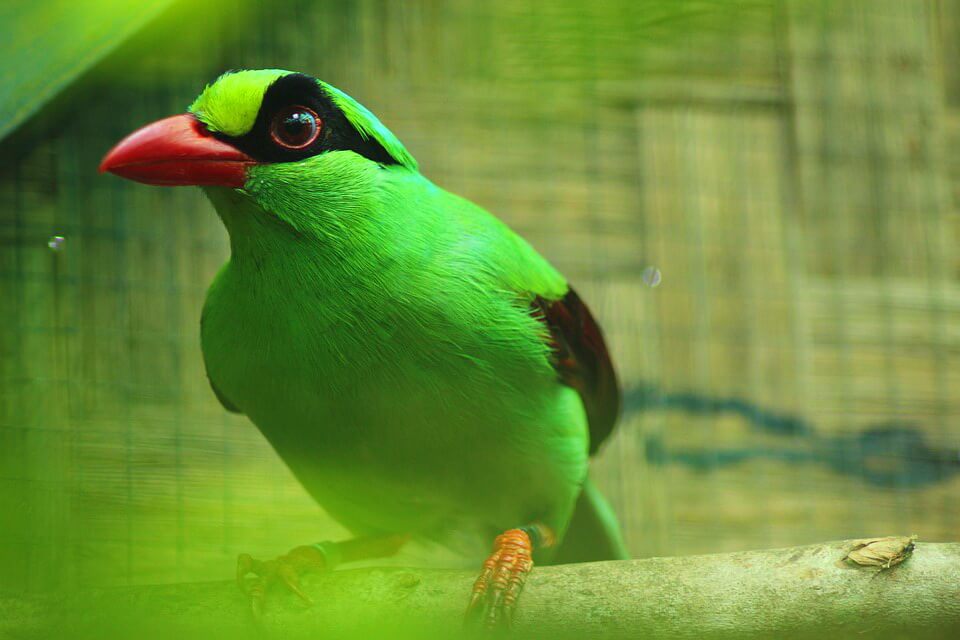 Зелені птахи – фото, назви, опис