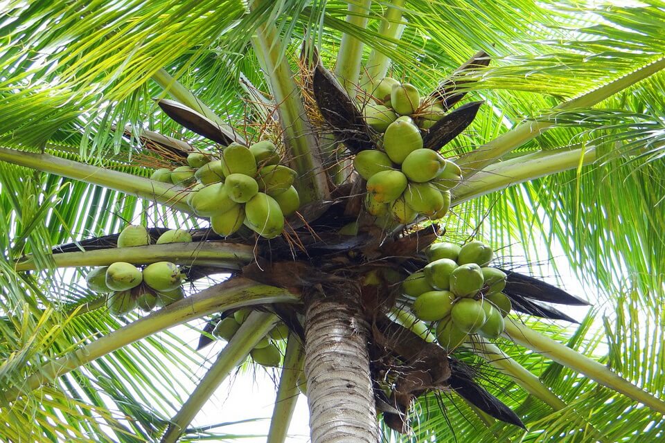 Види пальм з фото та описом - Кокосова пальма (Cocos nucifera)