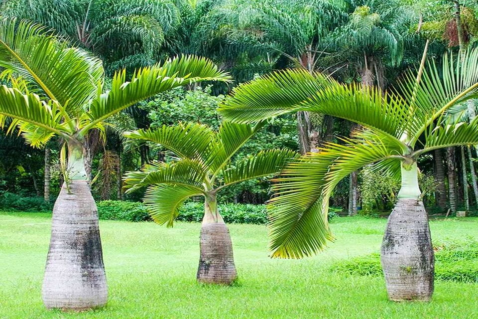 Види пальм з фото - Пальма гіофорба Вершаффельта (Hyophorbe verschaffeltii)