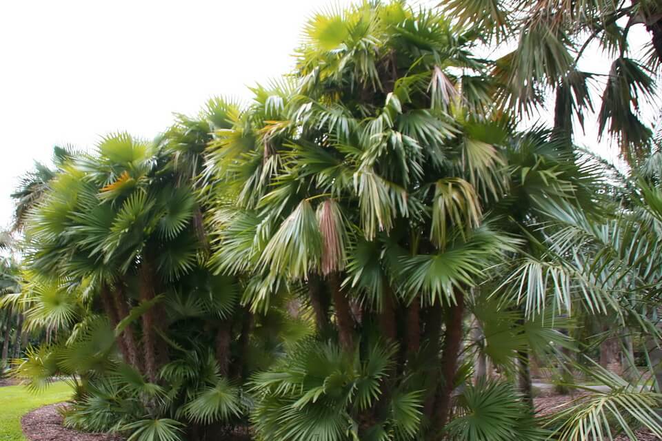 Види пальм - Зомбі-пальма (Zombia antillarum)