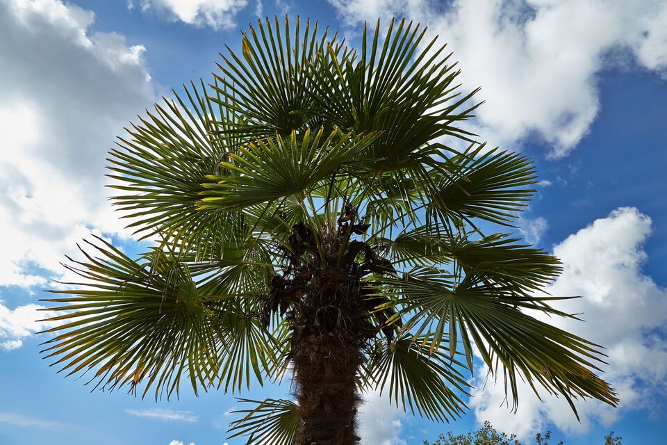 Види пальм з фото - Трахікарпус Форчуна або японська віялова пальма (Trachycarpus fortune)
