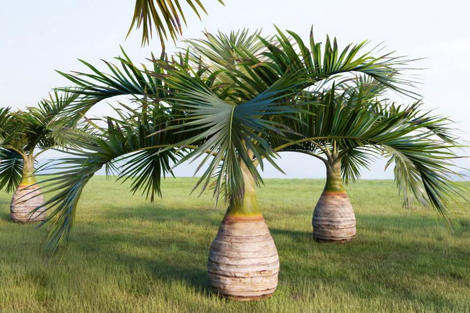 Види пальм - Пляшкова пальма (Hyophorbe lagenicaulis)