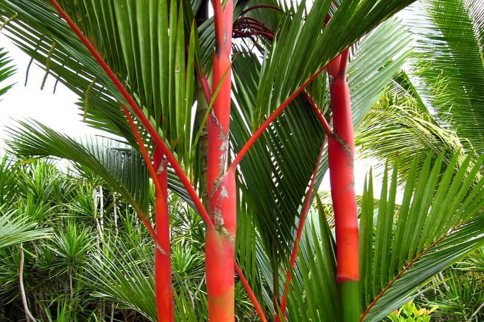 Види пальм з фото та описом - Червона сургучна пальма або циртостахіс Ренда (Cyrtostachys renda)