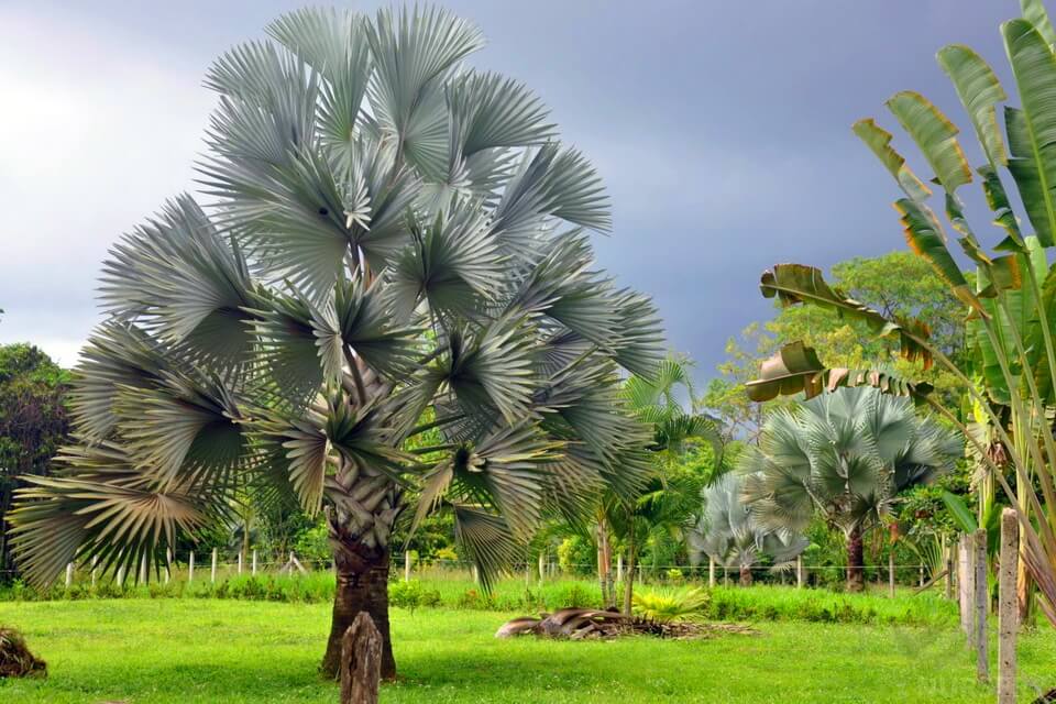 Види пальм з фото та описом - Бісмаркія шляхетна (Bismarckia nobilis)