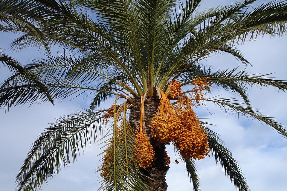 Види пальм з фото та описом - Фінікова пальма або фінік їстівний (Phoenix dactylifera)