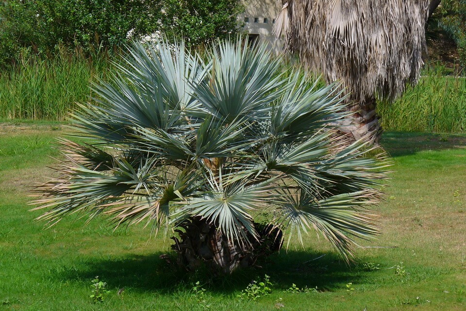 Види пальм з фото та описом - Мексиканська блакитна пальма (Brahea armata)