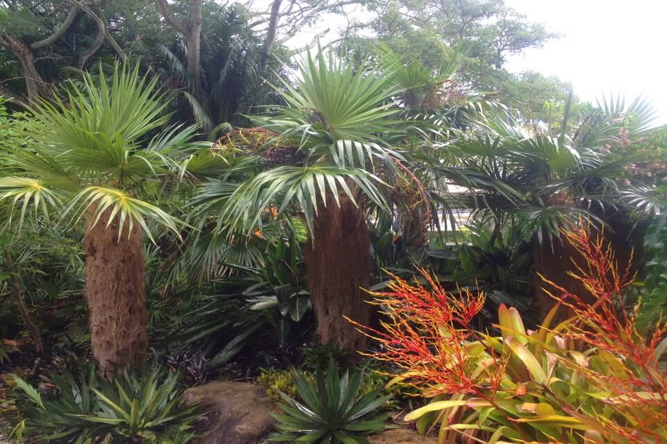 Види пальм з фото та описом - Пальма старця (Coccothrinax crinita)