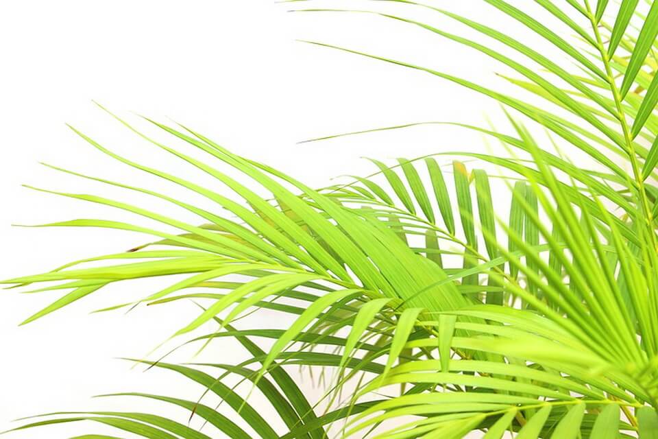 Види пальм з фото - Бамбукова пальма або хамедорея (Chamaedorea)
