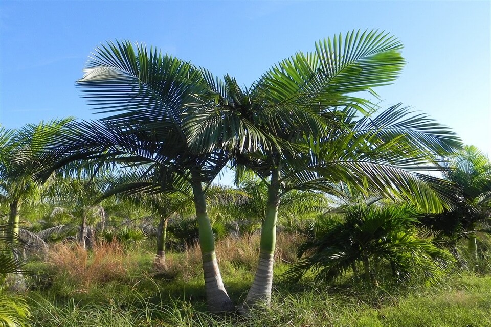 Види пальм з фото - Королівська пальма (Archontophoenix alexadrae)