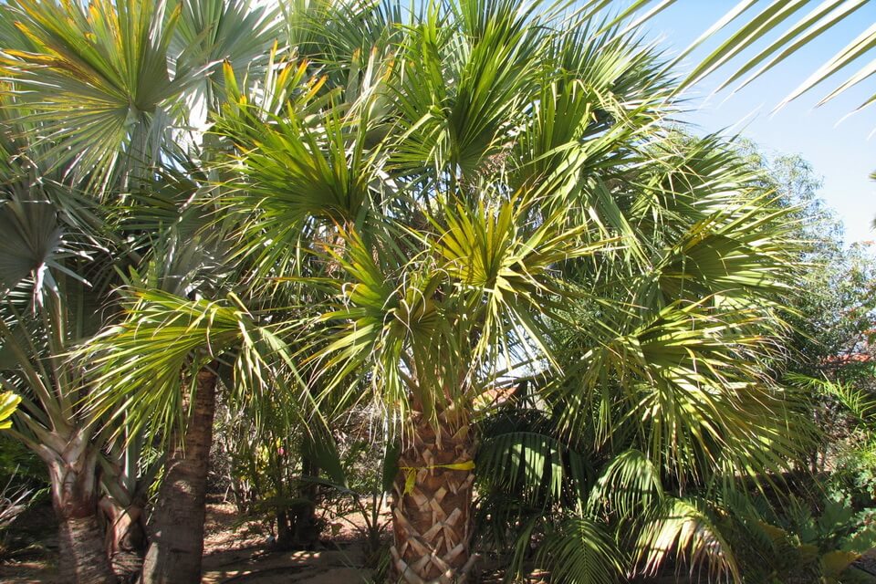 Види пальм - Сабаль пальмоподібний або пальметто (Sabal palmetto)