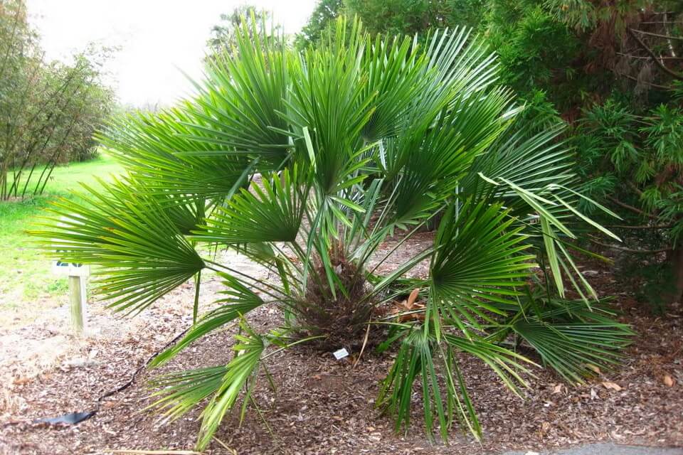 Види пальм з фото та описом - Пальма рапідофіллум колючий (Rhapidophyllum hystrix)
