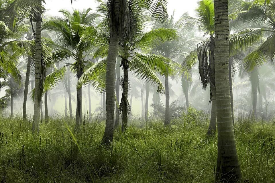 Види пальми – фото, назви, опис