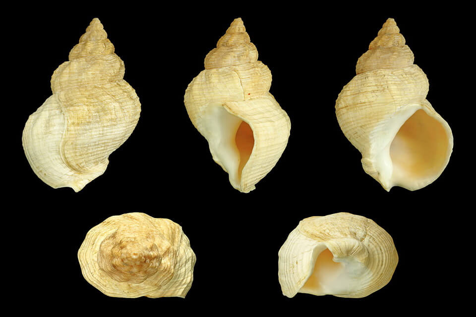 Види морських равликів - букцінум звичайний або ріжок хвилястий (Buccinum undatum)