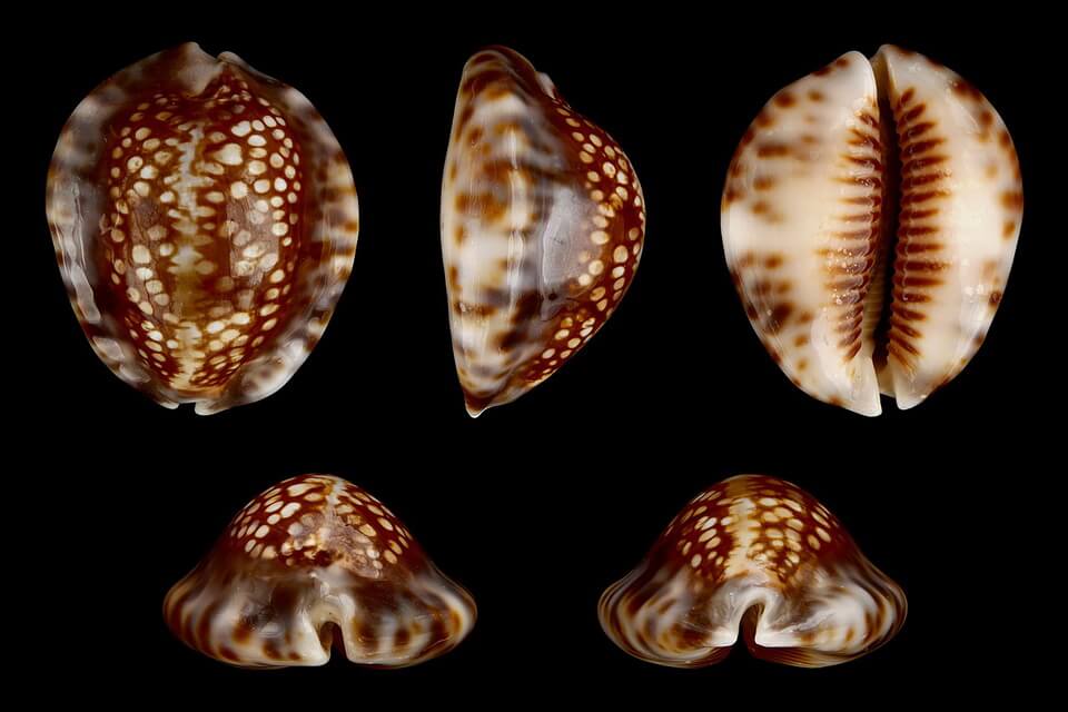 Види морських равликів - ципреїди або каурі (Cypraeidae)