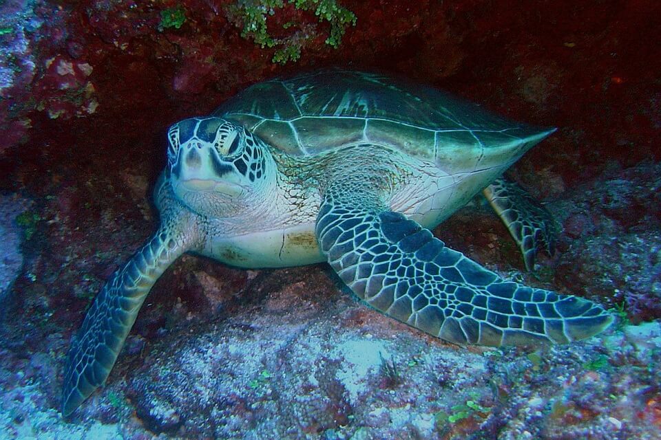 Розміри морських черепах