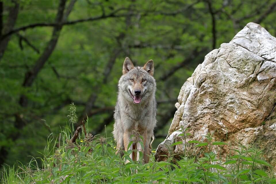Тварини тайгиз фото - сірі вовки