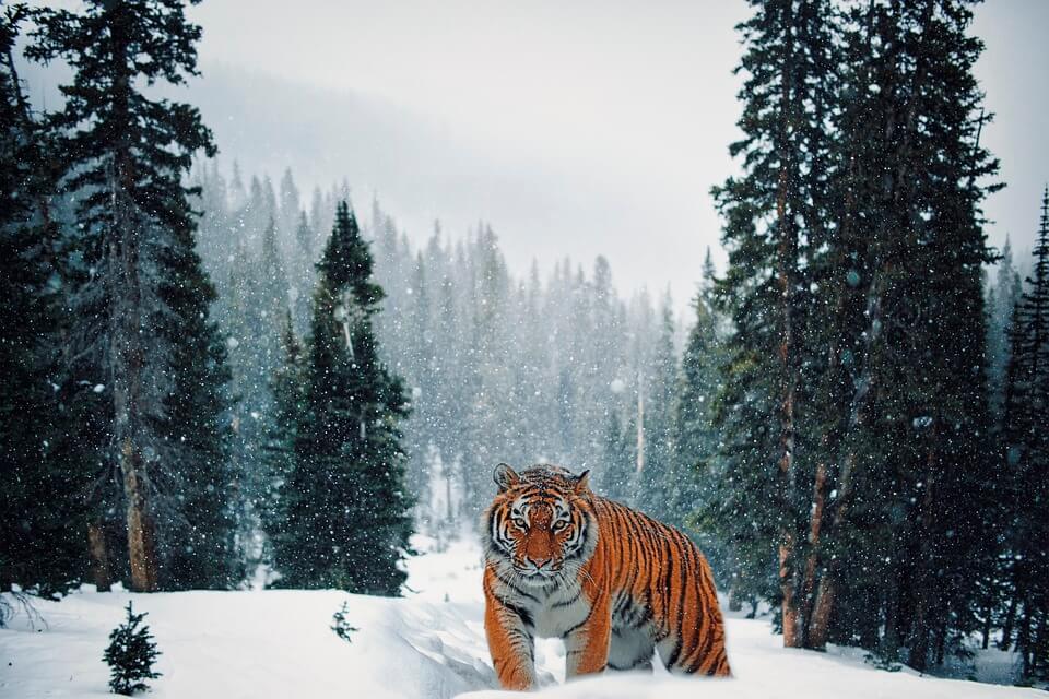 Тварини тайги - Амурський тигр