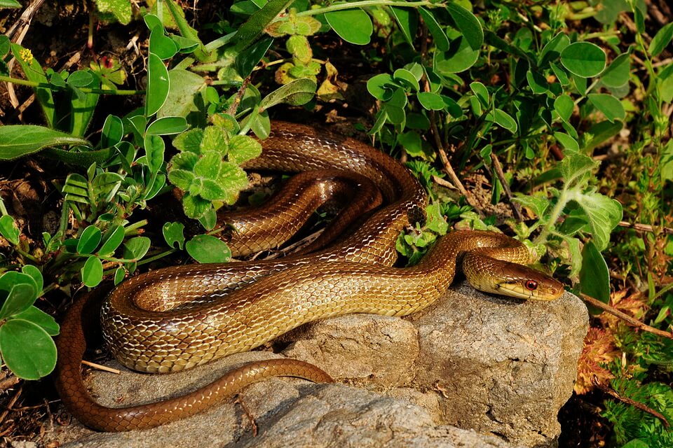Змії Італії - італійський полоз ескулапів (Zamenis lineatus)