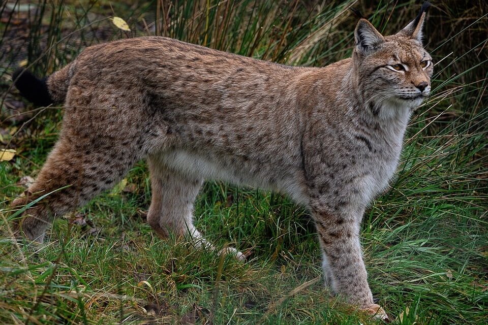 Тварини Італії - рись євразійська або звичайна (Lynx lynx)