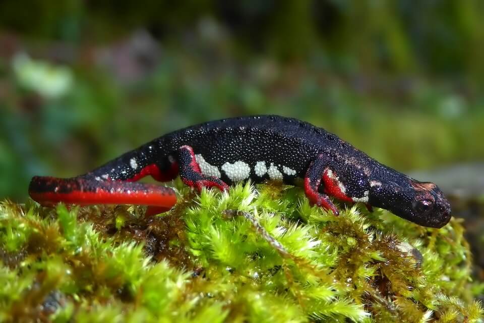 Тварини Італії - окулярна саламандра звичайна (Salamandrina terdigitata)