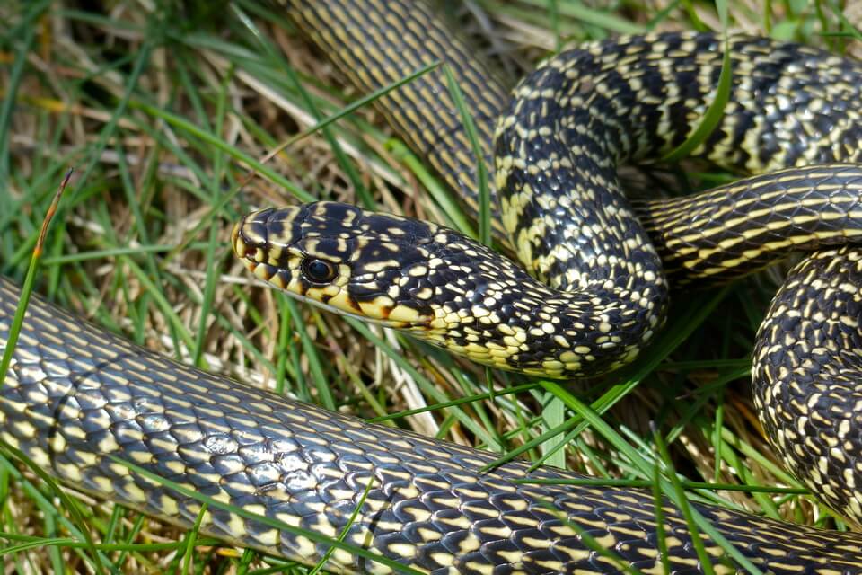 Змії Італії - полоз жовто-зелений (Hierophis viridiflavus)
