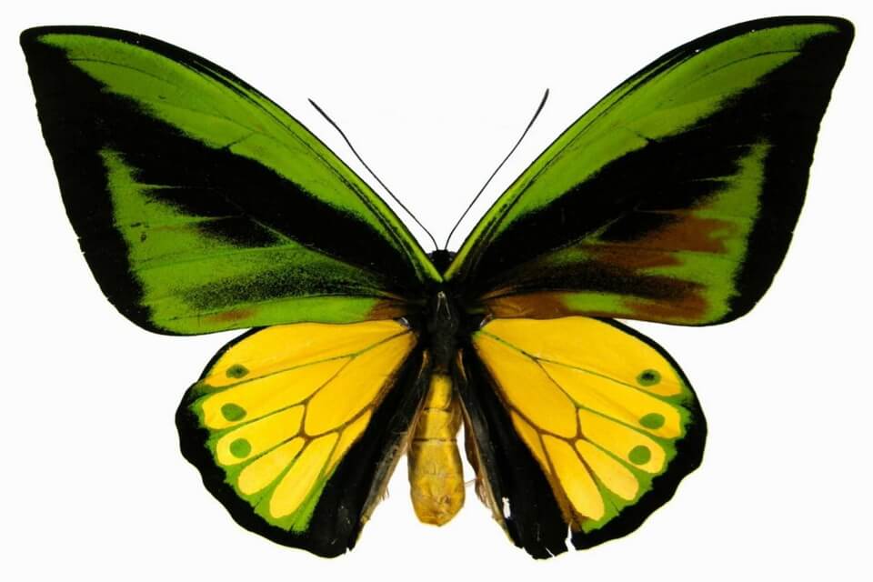 Найбільші метелики світу -  орнітоптера або птахокрилка голіаф (Ornithoptera goliath)