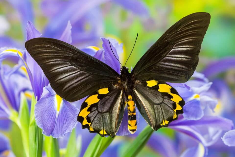Найбільші метелики світу - Птахокрилка Ріппона (Troides hypolitus)