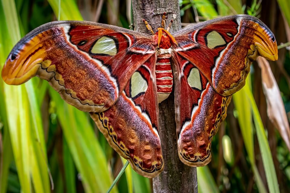Найбільші метелики світу – фото, назви, опис