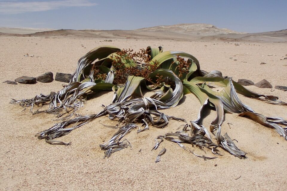 Рослини пустелі - вельвічія дивна або дивовижна (Welwitschia mirabilis)