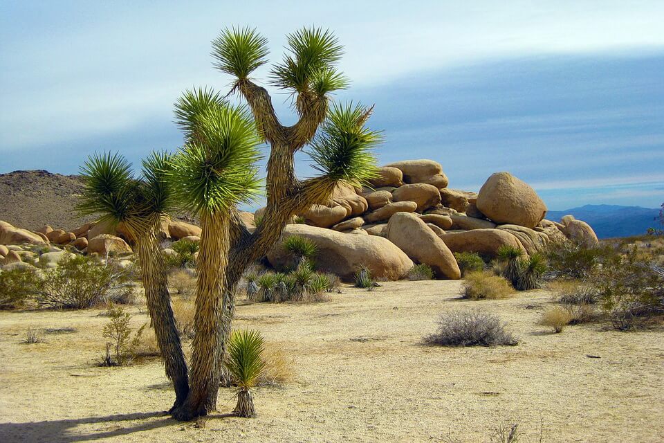 Пустельні рослини - юка коротколиста або дерево Джошуа (Yucca brevifolia)