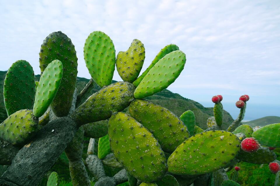 Рослини пустелі - кактус опунція (Opuntia)