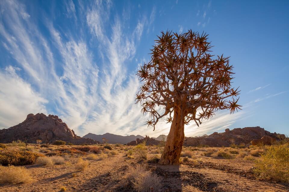 Пустельна флора - сагайдачне дерево або кокербом (Aloe dichotoma)