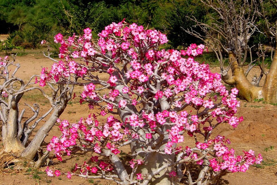 Рослини пустелі - аденіум гладкий або «пустельна троянда» (Adenium obesum)