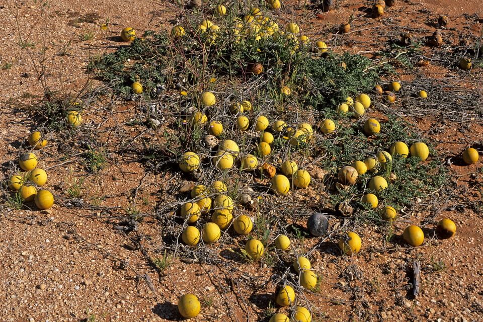 Пустельні рослини - кавун колоцинт (Citrullus colocynthis)