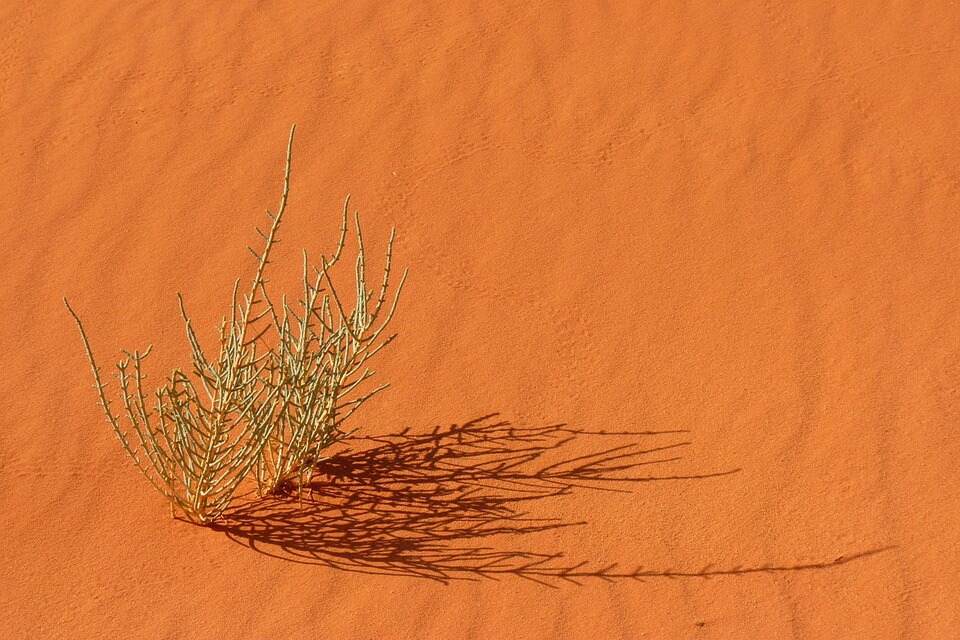 Рослини пустелі - верблюжа колючка (Alhagi)